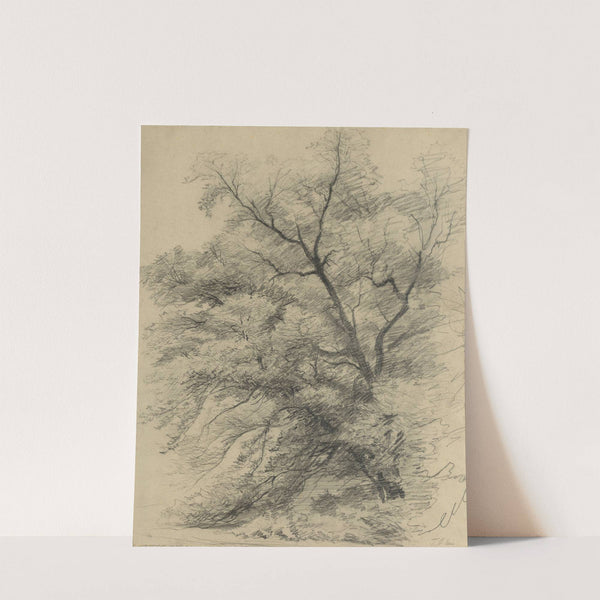 Baumstudie by Tina Blau