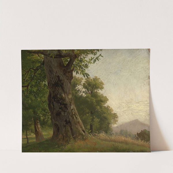 Baumstudie by Gustav Osterroht