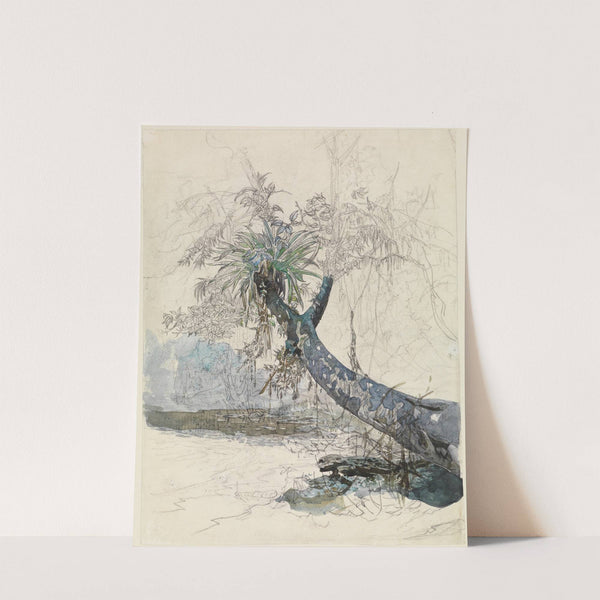 Baumzweig mit Lianen an einem Urwaldfluss by Ferdinand Keller