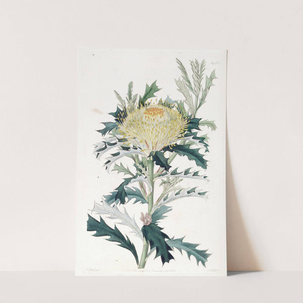 Baxter's Hemiclidia by Sydenham Edwards