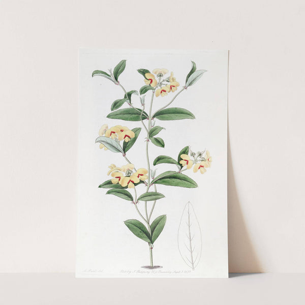 Baxter's Mirbelia by Sydenham Edwards