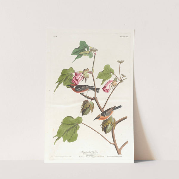 Bay-breasted warbler by John James Audubon