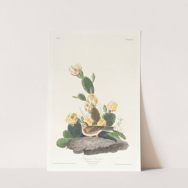 Bay-winged bunting by John James Audubon