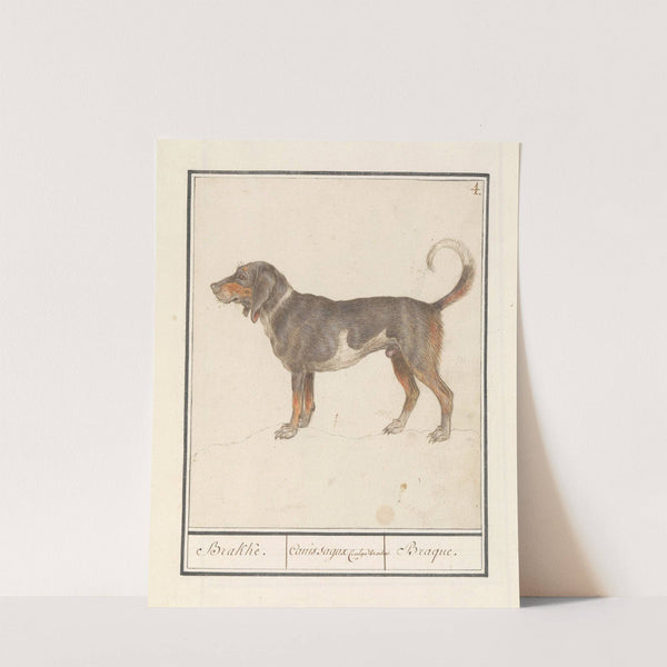 Beagle of Braque du Bourbonnais (Canis lupus familiaris) (1596-1610) by Anselmus Boëtius de Boodt