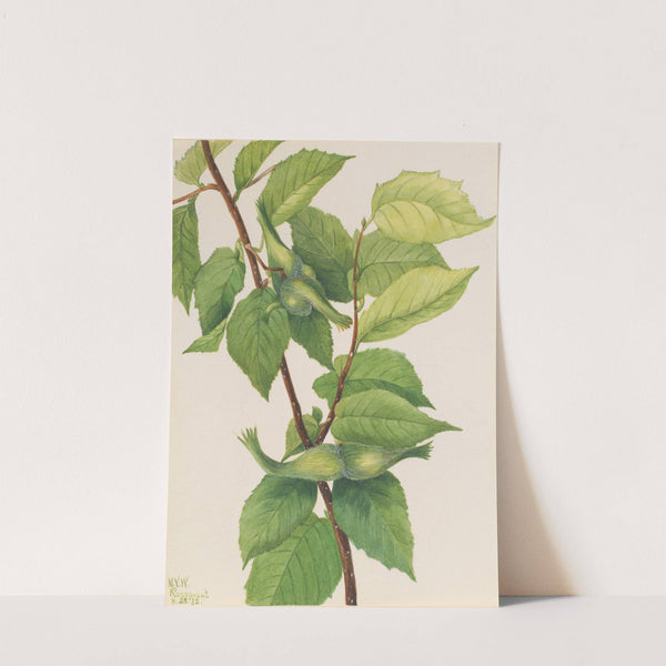 Beaked Hazelnut (Corylus rostrata) (1932) by Mary Vaux Walcott