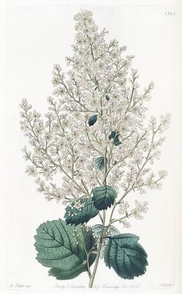 Beam-Tree-leaved Spirea