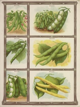Beans (1921)