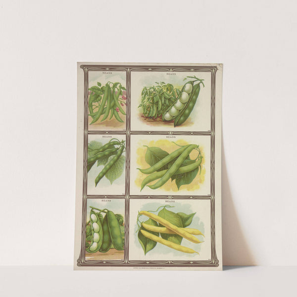 Beans (1921) by Genesee Valley Lithograph Co.