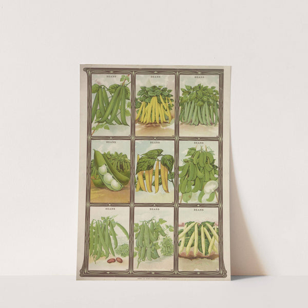 Beans (1921) by Genesee Valley Lithograph Co.