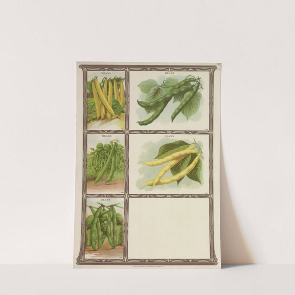 Beans (1921) by Genesee Valley Lithograph Co.