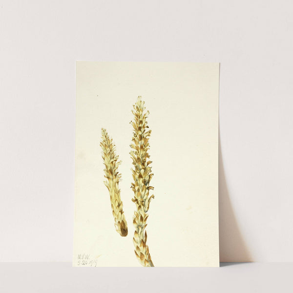 Bear Corn (Conopholis americana) (1919) by Mary Vaux Walcott