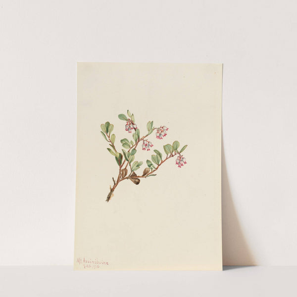 Bearberry (Arctostaphylos uva-ursi) (1916) by Mary Vaux Walcott