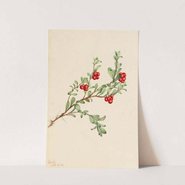 Bearberry (Arctostaphylos uva-ursi) (1916) by Mary Vaux Walcott