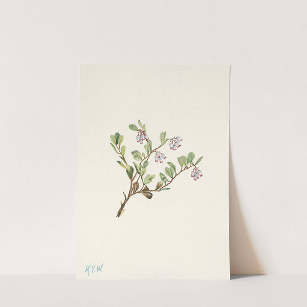 Bearberry (flower). Arctostaphylos uva-ursi (1925) by Mary Vaux Walcott