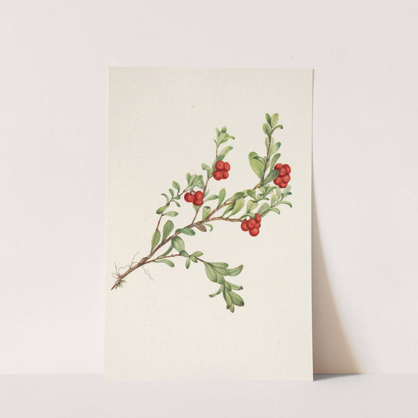 Bearberry (fruit) Arctostaphylos uva-ursi (1925) by Mary Vaux Walcott