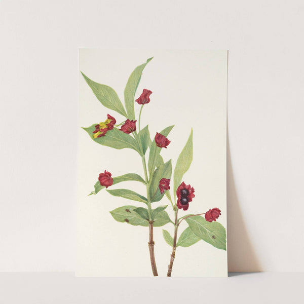 Bearberry Honeysuckle. (Lonicera involucrata) (1925) by Mary Vaux Walcott