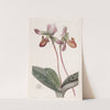 Bearded Lady's Slipper by Sydenham Edwards