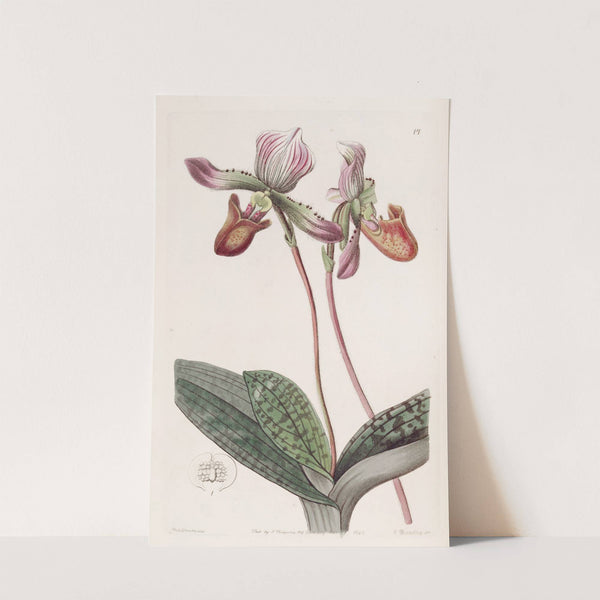 Bearded Lady's Slipper by Sydenham Edwards