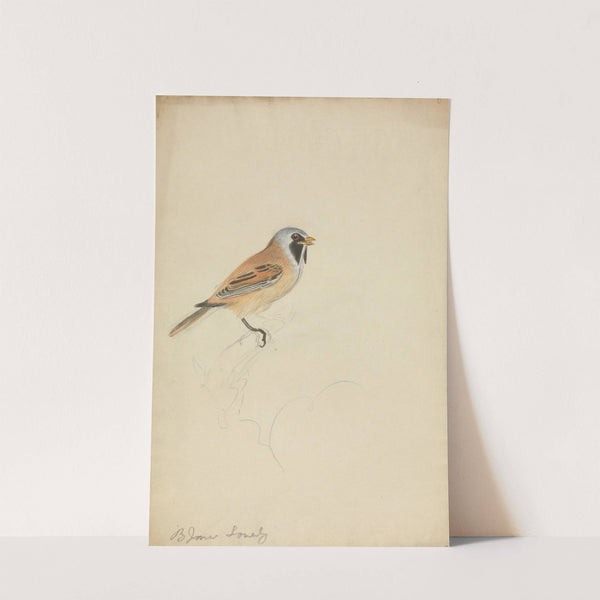 Bearded Titmouse by James Sowerby