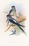 Bearded Tree-Swift
