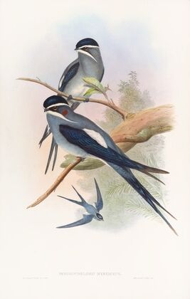 Bearded Tree-Swift