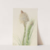 Beargrass (Xerophyllum tenax) (1924) by Mary Vaux Walcott