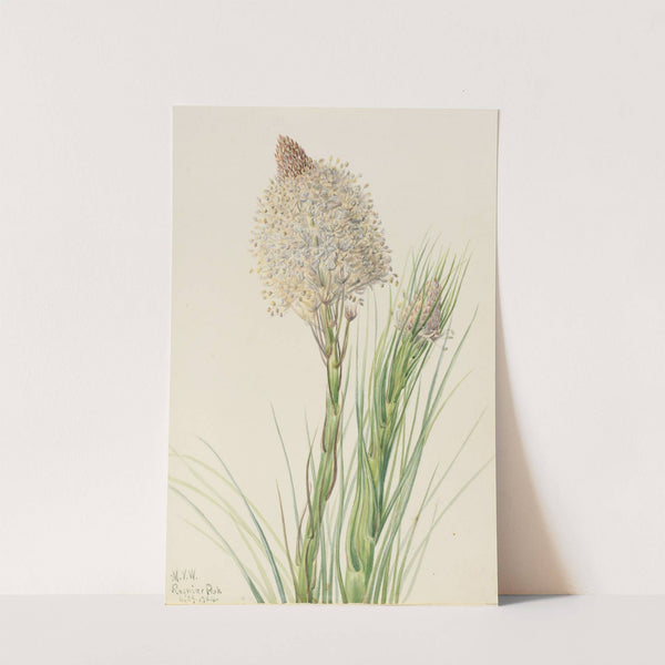 Beargrass (Xerophyllum tenax) (1924) by Mary Vaux Walcott