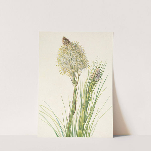 Beargrass. Xerophyllum tenax (1925) by Mary Vaux Walcott