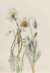Plant Study (1921)
