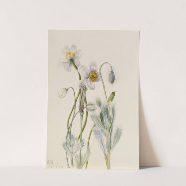 Bearpoppy (Arctomecon merriami) (1935) by Mary Vaux Walcott