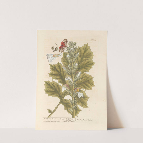 Bears breech, or brank ursin by Elizabeth Blackwell