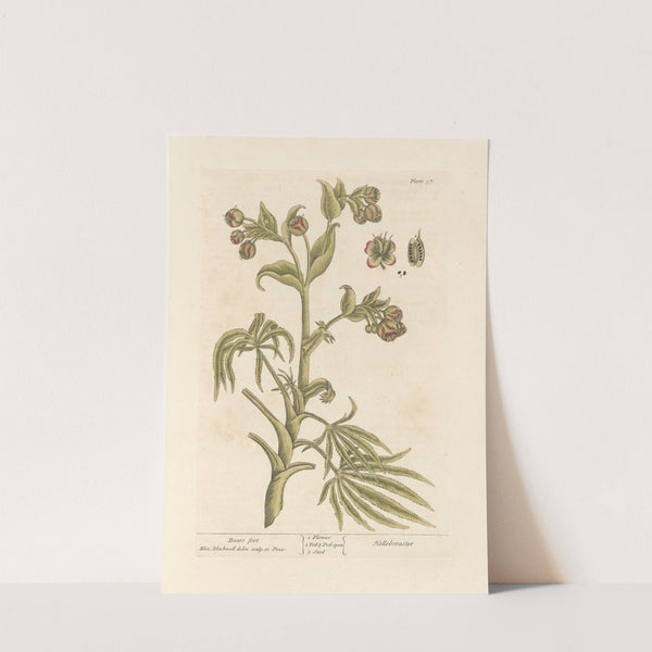 Bears foot by Elizabeth Blackwell