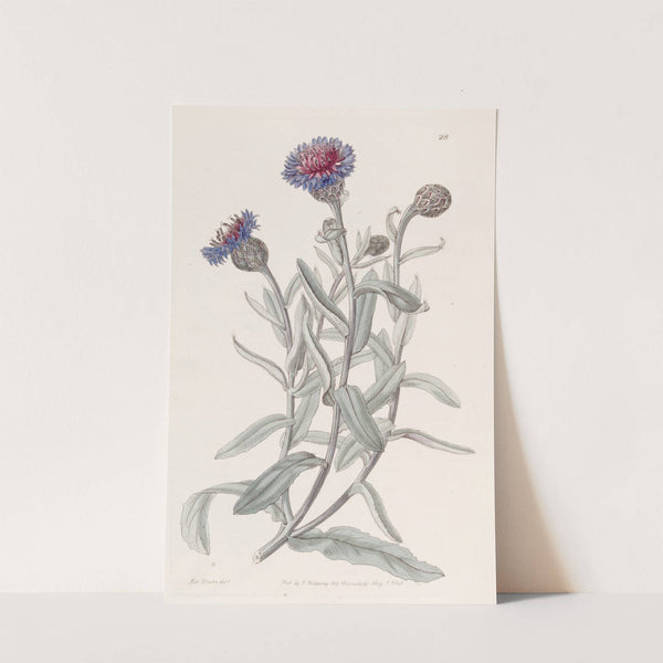 Beautiful Blue Bottle by Sydenham Edwards