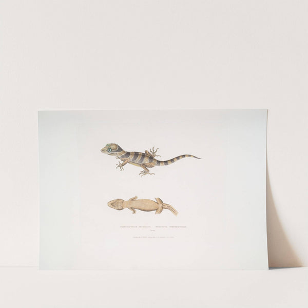 Beautiful Cyrtodactylus, Cyrtodactylus pulchellus. by John Edward Gray