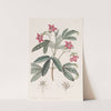 Beautiful Lemonia by Sydenham Edwards