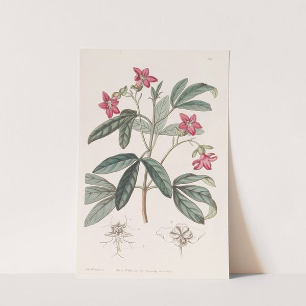Beautiful Lemonia by Sydenham Edwards
