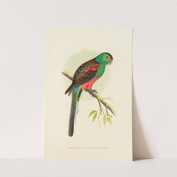 Beautiful or Paradise Parrakeet (1884-1887) by Alexander Francis Lydon