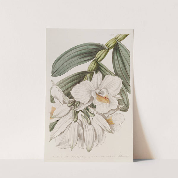 Beautiful Tree-bloom by Sydenham Edwards