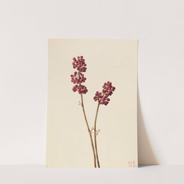 Beauty Berry (Callicarpa americana) (1923) by Mary Vaux Walcott