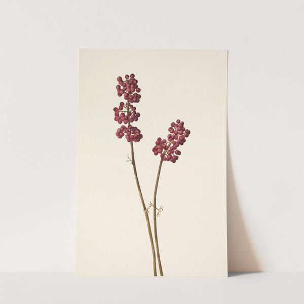 Beautyberry. Callicarpa americana (1925) by Mary Vaux Walcott