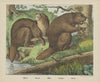 Beaver (1829-1880)