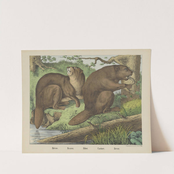 Beaver (1829-1880) by Joseph Scholz