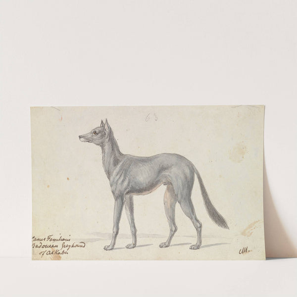 Bedouin Grayhound of Akkaba (1837) by Charles Hamilton Smith