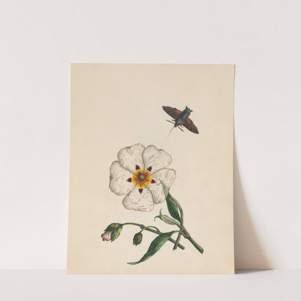 Bee moth, Gum asters or Rock-rose;native of Spain (1789) by R. B. F.