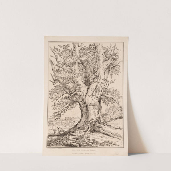 Beech in Windsor Forest (1805) by William Alfred Delamotte