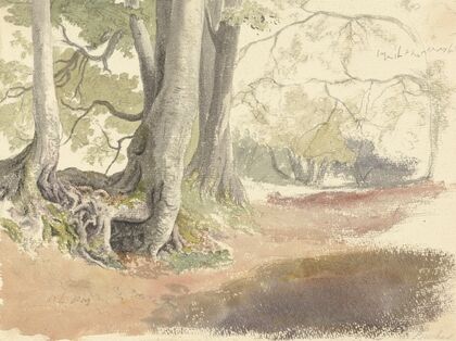 Beech Trees