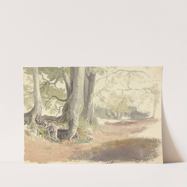 Beech Trees by Robert Hills