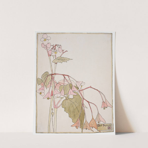 Beef Begonia by Hannah Borger Overbeck