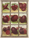 Beets (1921)