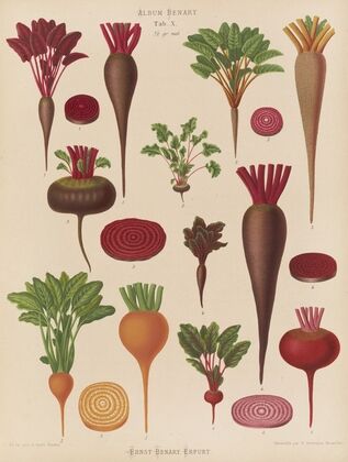Beets (1876-1886)